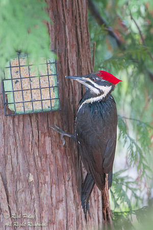 Pileated Woodpecker (Dryocopus pileatus) Feeding at a Suet Feede