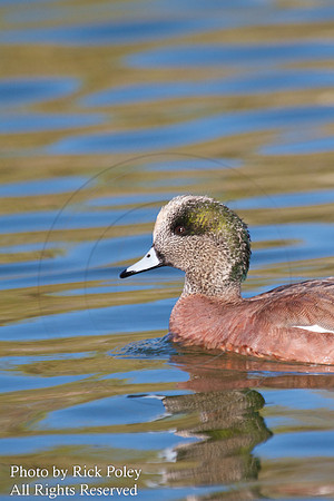 American Wigeon (Anas americana)