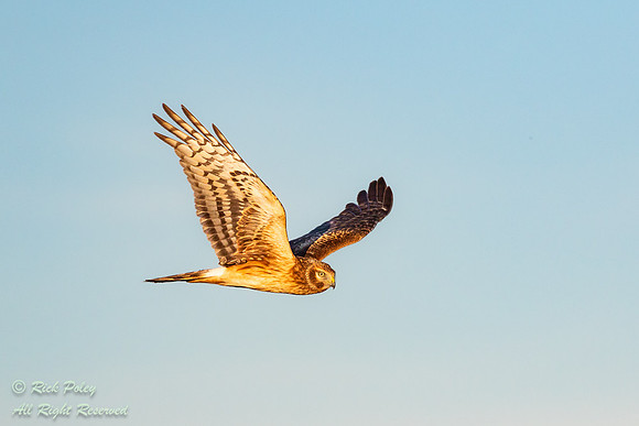 Flying Female Northern Harrier (Circus cyaneus), NM
