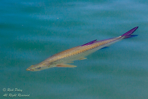 Tarpon (Megalops atlanticus), Islamorada, FL