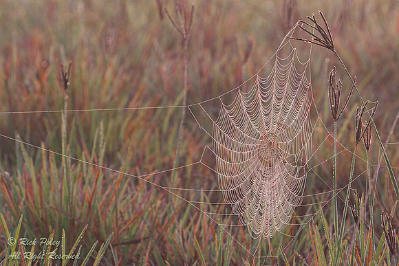 Dew-covered Spider Web, Green Swamp, FL
