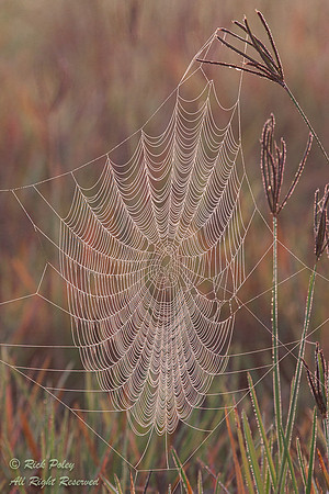 Dew-covered Spider Web, Green Swamp, FL