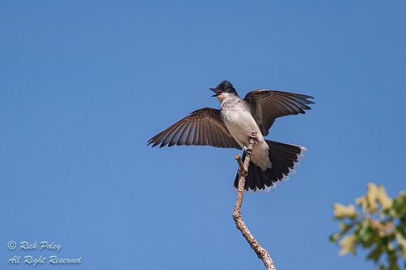 Calling Eastern Kingbird (Tyrannus tyrannus), TX