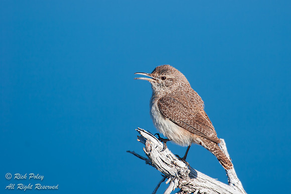 Calling Rock Wren (Salpinctes obsoletus), Lake Abiquiu, New Mexi