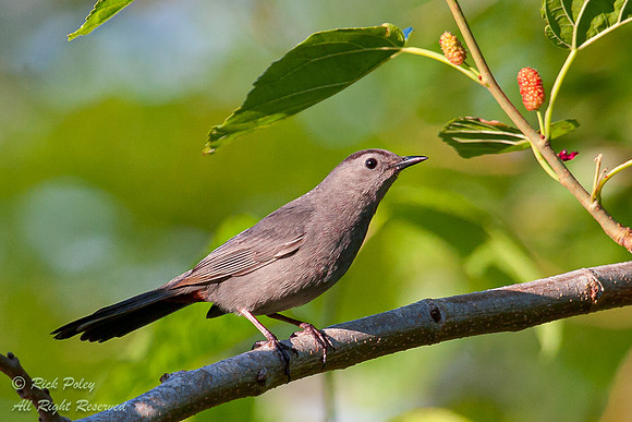 Gray Catbird (Dumetella carolinensis), Fort De Soto Park, FL