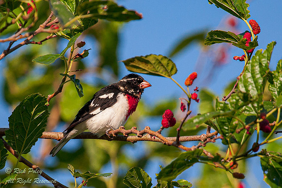 Rose-Breasted Grosbeak (Pheucticus ludovicianus) , Fort De Soto