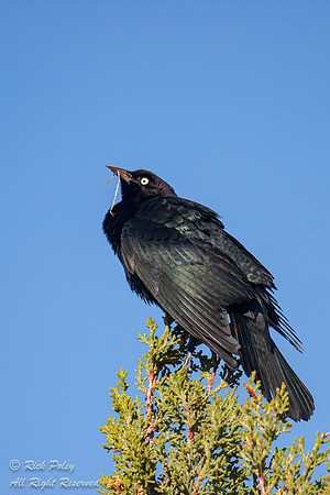 Brewer's Blackbird (Euphagus cyanocephalus), Lake Abiquiu Area,
