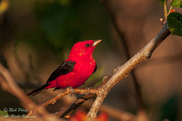 Male Scarlet Tanager (Piranga olivacea), Fort De Soto Park, FL