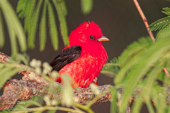 Male Scarlet Tanager (Piranga olivacea), Fort De Soto Park, FL