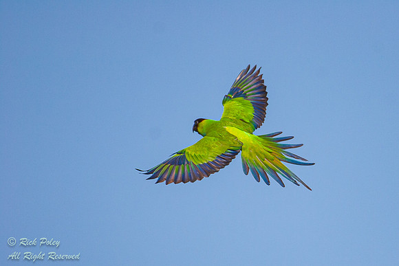 Black-hooded Parakeet (Nandayus nenday) in Flight, Fort De Soto