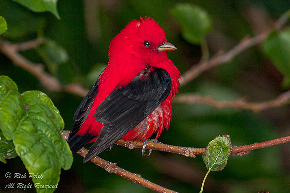Male Scarlet Tanager (Piranga olivacea), Fort De Soto Park, FL