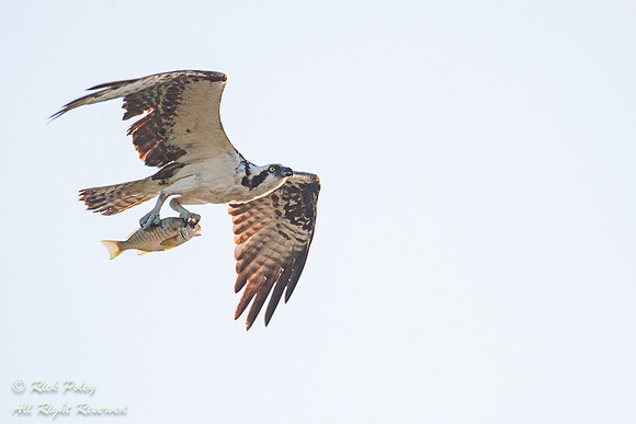 Osprey (Pandion haliaetus) Flying With a Fish, Fort De Soto Park