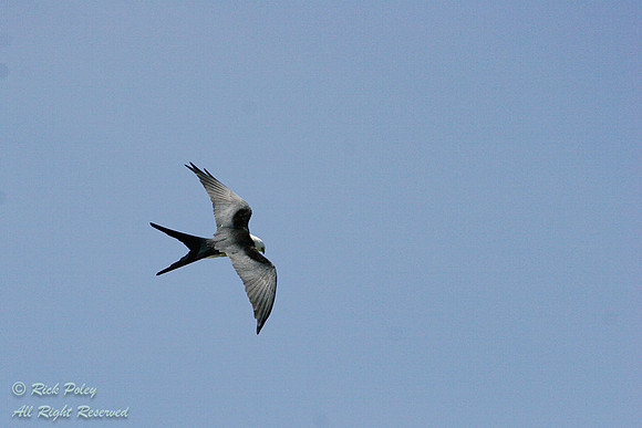 Swallow-tailed Kite (Elanoides forficatus) in Flight, Pasco Coun