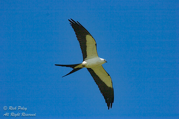 Swallow-tailed Kite, Swallow-tailed Kite (Elanoides forficatus)