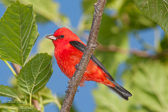 Male Scarlet Tanager (Piranga olivacea), Fort De Soto Park, FL