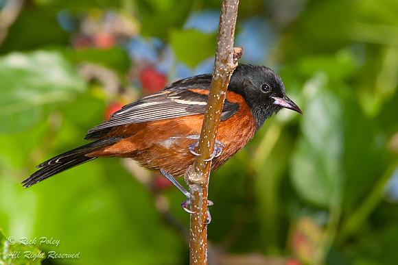 Male Orchard Oriole (Icterus spurius), Fort De Soto Park, FL