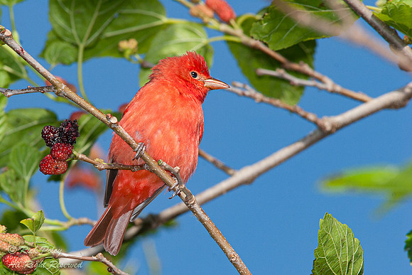 Summer Tanager (Piranga rubra), Fort De Soto Park, FL