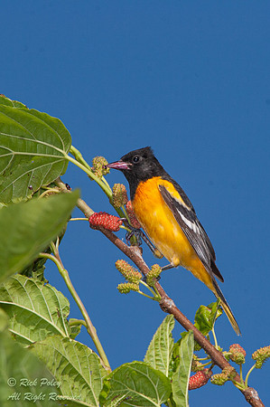 Male Baltimore Oriole (Icterus galbula), Fort De Soto Park, FL