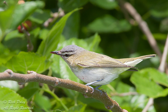 Red-eyed Vireo (Vireo olivaceus), Fort De Soto Park, FL