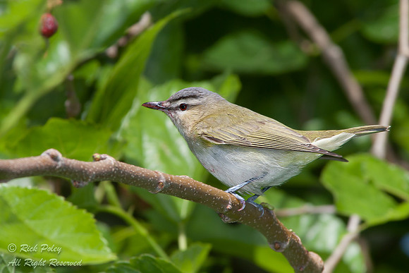 Red-eyed Vireo (Vireo olivaceus), Fort De Soto Park, FL