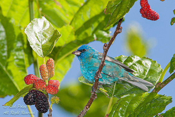 Male Indigo Bunting (Passerina cyanea), Fort De Soto Park, FL