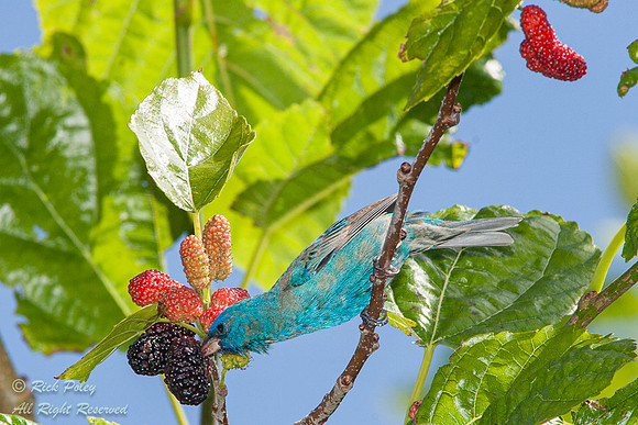 Male Indigo Bunting (Passerina cyanea), Feeding on Mulberries, F