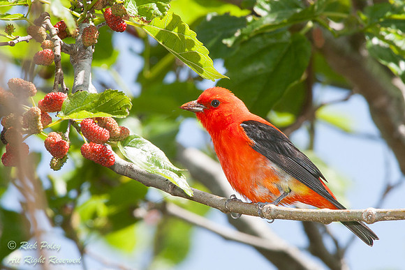 Male Scarlet Tanager (Piranga olivacea), Fort De Soto Park, FL