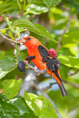 Male Scarlet Tanager (Piranga olivacea) Feeding on Mulberries, F