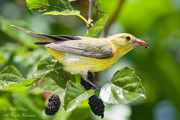 Female Summer Tanager (Piranga rubra) Feeding on Mulberries, For