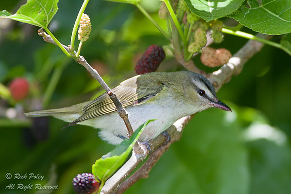 Red-eyed Vireo (Vireo olivaceus), Fort De Soto Park, FL