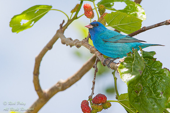 Male Indigo Bunting (Passerina cyanea), Fort De Soto Park, FL