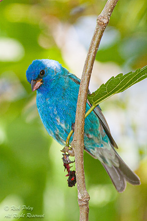 Male Indigo Bunting (Passerina cyanea), Fort De Soto Park, FL