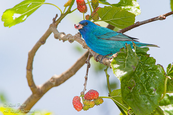 Male Indigo Bunting (Passerina cyanea) Feeding on Mulberries, Fo