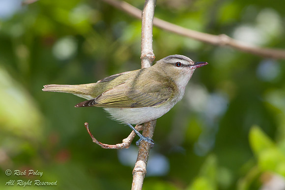 Red-eyed Vireo (Vireo olivaceus), Fort De Soto Park, FL