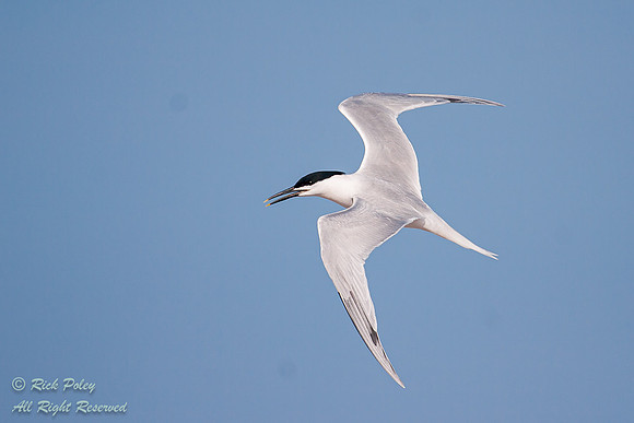 Sandwich Tern (Sterna sandvicensis) in Flight, Fort De Soto Park