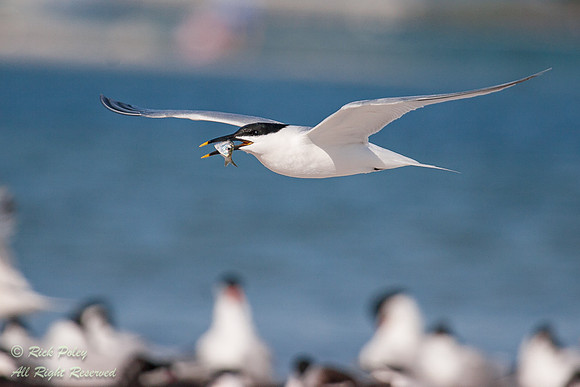 Sandwich Terns (Sterna sandvicensis) Mating Ritual, Fort De Soto