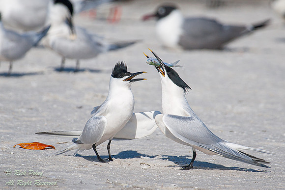 Sandwich Terns (Sterna sandvicensis) Mating Ritual, Fort De Soto