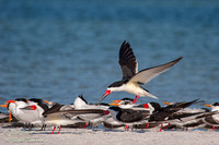 Black Skimmers (Rynchops niger), Royal Terns (Sterna maxima) & C