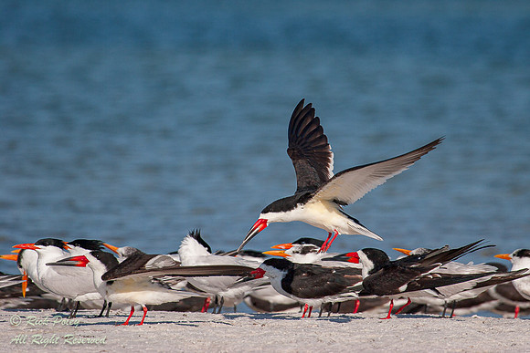Black Skimmers (Rynchops niger), Royal Terns (Sterna maxima) & C