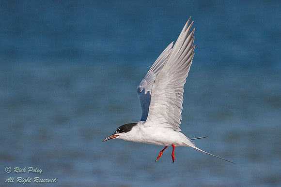 Common Tern (Sterna hirundo) in Flight, Fort De Soto Park, FL