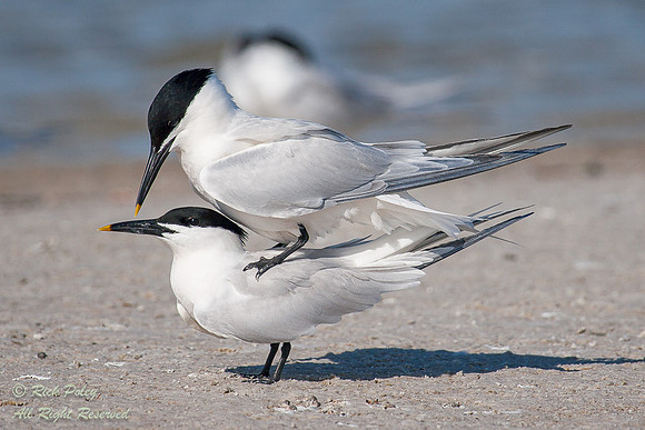 Sandwich Terns (Sterna sandvicensis) Mating, Fort De Soto Park,