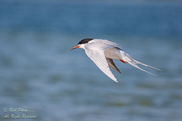 Common Tern (Sterna hirundo) in Flight, Fort De Soto Park, FL