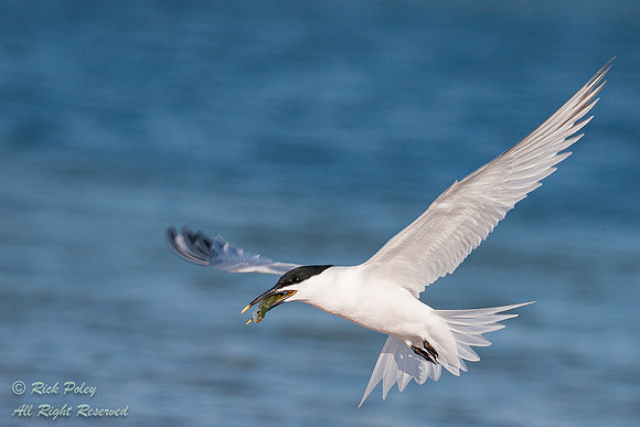 Sandwich Tern (Sterna sandvicensis) With a Fish in Flight, Fort