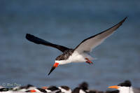 Black Skimmer (Rynchops niger) in Flight; Fort De Soto Park, FL