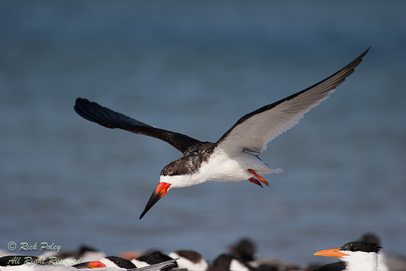 Black Skimmer (Rynchops niger) in Flight; Fort De Soto Park, FL