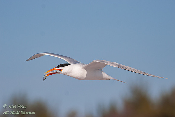 Royal Tern (Sterna maxima) With a Fish in Flight, Fort De Soto P