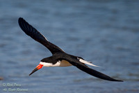 Black Skimmer (Rynchops niger) in Flight; Fort De Soto Park, FL