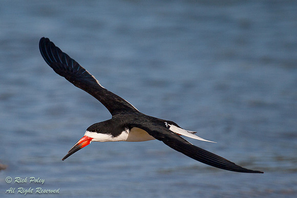 Black Skimmer (Rynchops niger) in Flight; Fort De Soto Park, FL