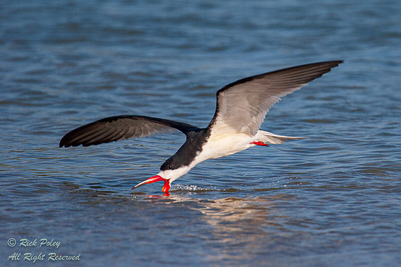 Black Skimmer (Rynchops niger) Foraging; Fort De Soto Park, FL