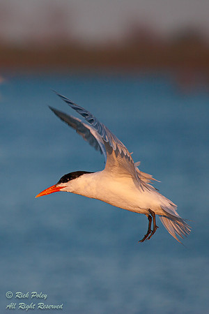 Royal Tern (Sterna maxima) in Flight, Fort De Soto Park, FL